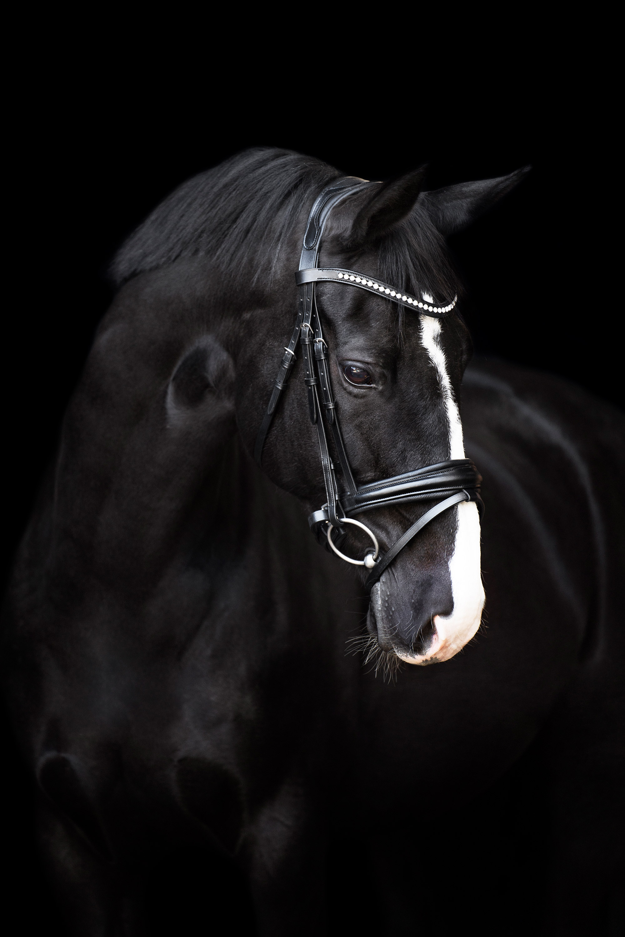 Imperial Riding | Trense Fria - anatomisch geformt Black | XL-Full