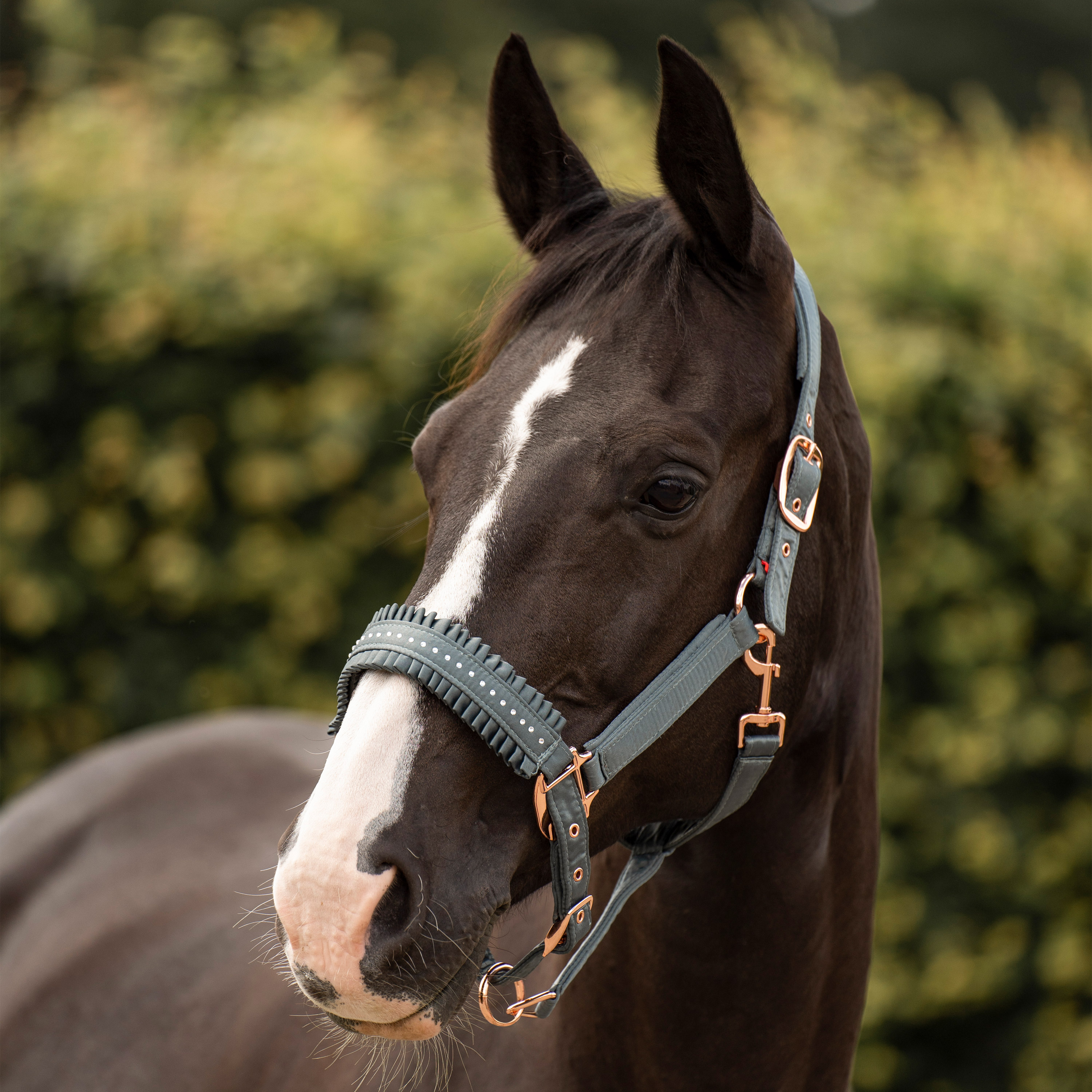 Imperial Riding | Halfter Lovely Dark Sage | Full