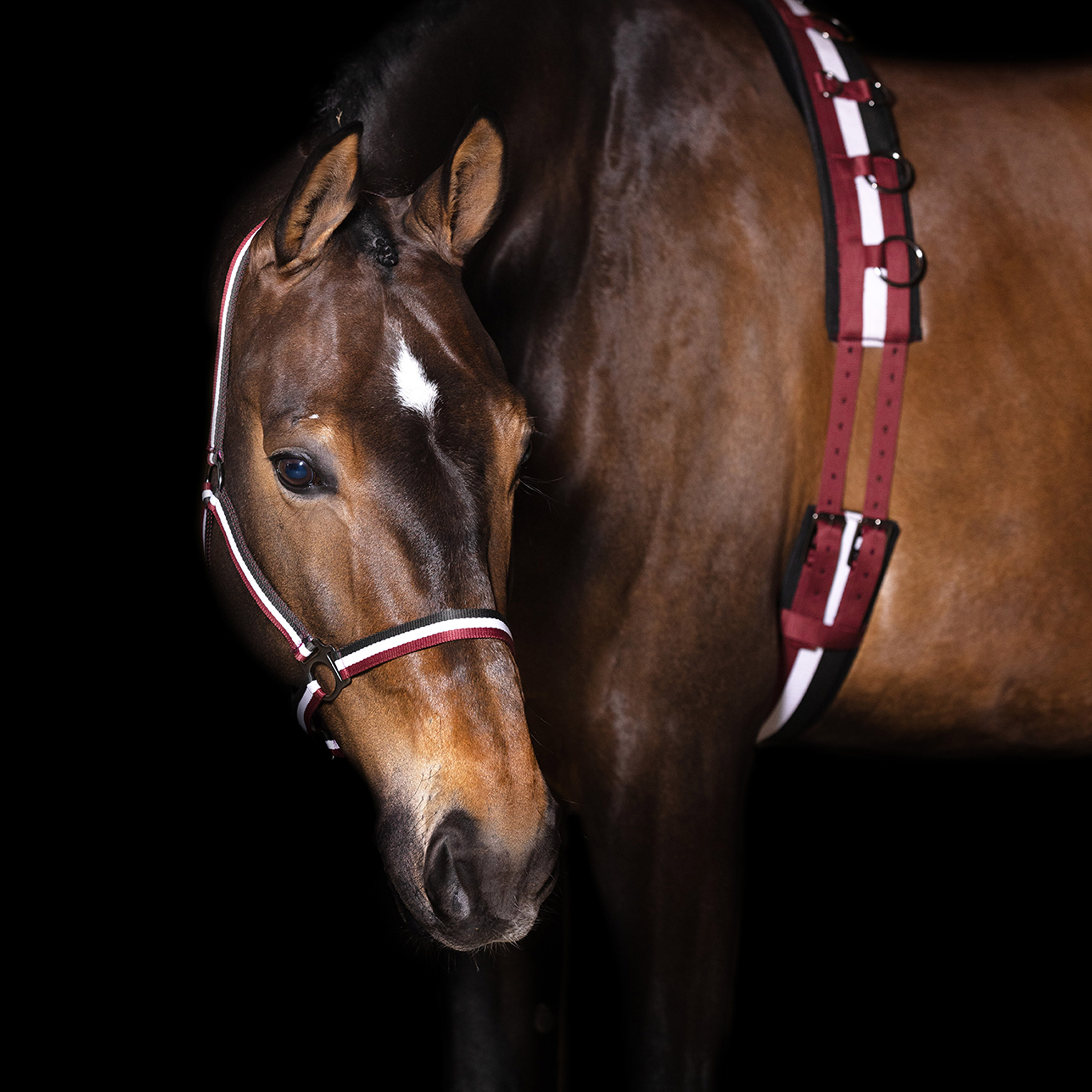 Imperial Riding | Halfter Economic mehrfarbig | Full | Light Shadow Multi